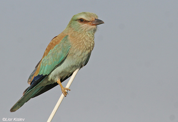     European Roller Coracias garrulus                                              , 2008.: 